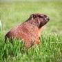 JUNE 3, 1997: DANVERS: After a look around, woodchuck heads out for a walk on the grounds of the former Danvers State Hospital (now vacant). GLOBE STAFF PHOTO/JOHN BLANDING